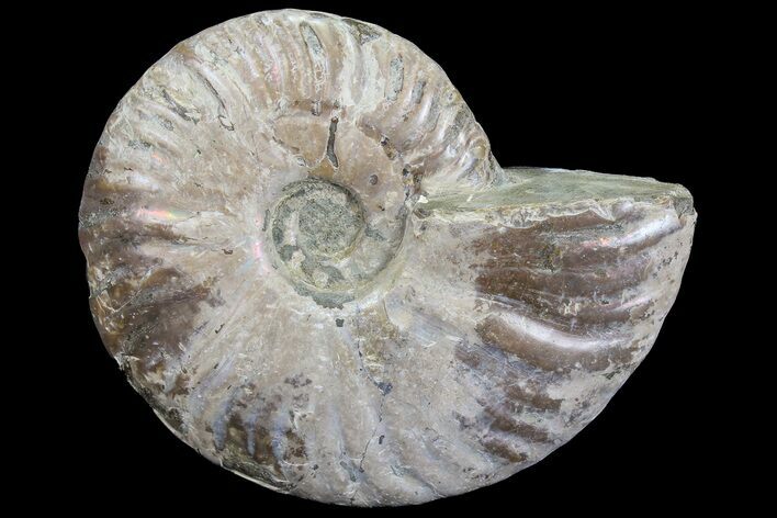 Silver Iridescent Ammonite - Madagascar #77110